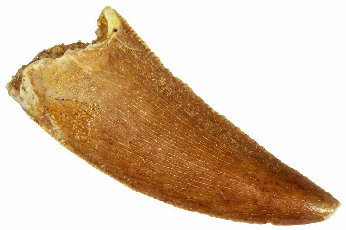 Serrated, Raptor Tooth - Real Dinosaur Tooth #295793